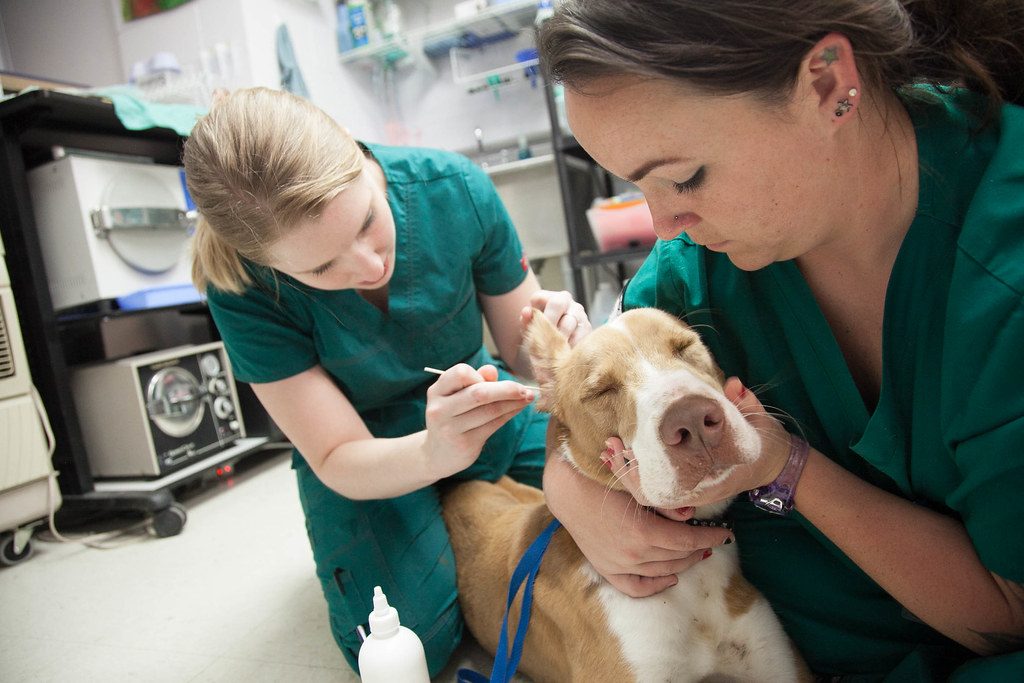 Vet Tech Schools – The Growing Requirement Of Veterinary Technicians